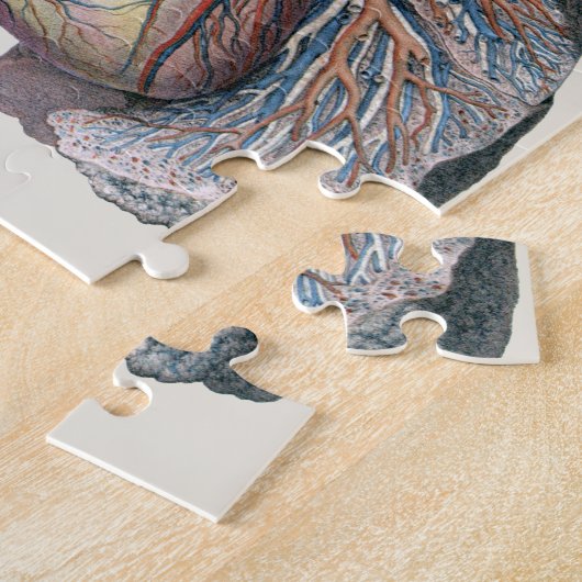 humane anatomie longen hartorganen bloed legpuzzel (Zijkant)