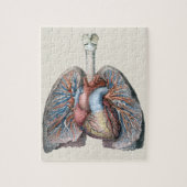 humane anatomie longen hartorganen bloed legpuzzel (Verticaal)