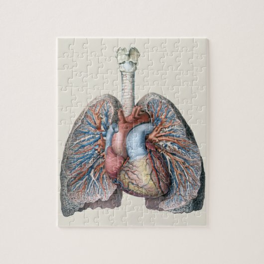  humane anatomie longen hartorganen bloed legpuzzel (Verticaal)