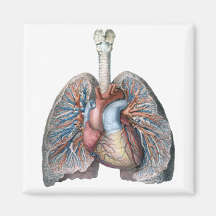 humane anatomie longen hartorganen bloed magneet