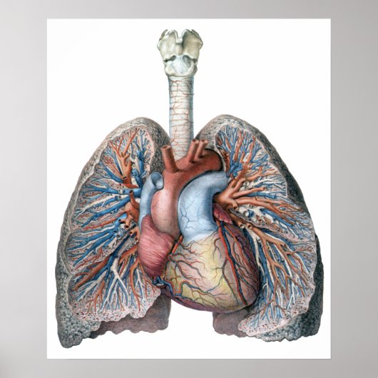  humane anatomie longen hartorganen bloed poster (Voorkant)