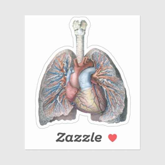  humane anatomie longen hartorganen bloed sticker (Vel)