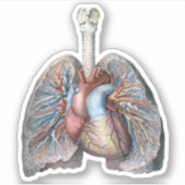  humane anatomie longen hartorganen bloed sticker (Voorkant)