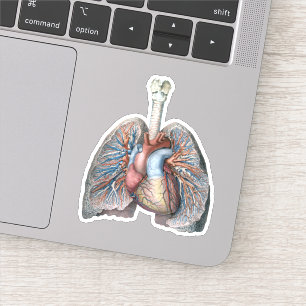humane anatomie longen hartorganen bloed sticker