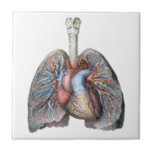  humane anatomie longen hartorganen bloed tegeltje (Voorkant)