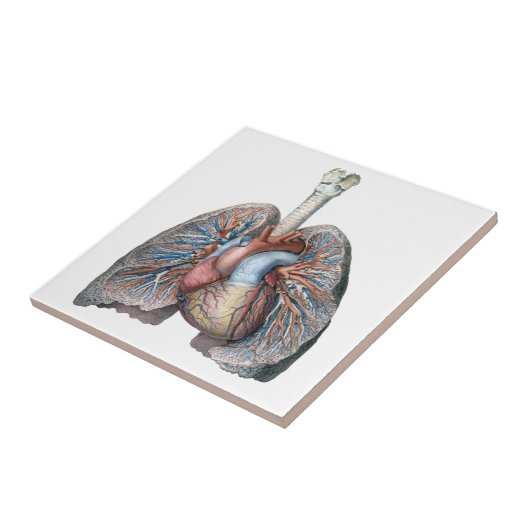  humane anatomie longen hartorganen bloed tegeltje (Zijkant)