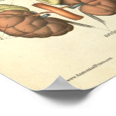  humane anatomie printkaart nier poster (Hoek)