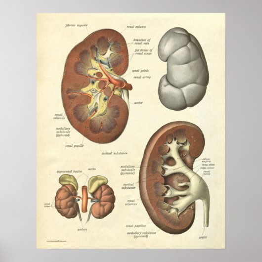  humane anatomie printkaart nier poster (Voorkant)