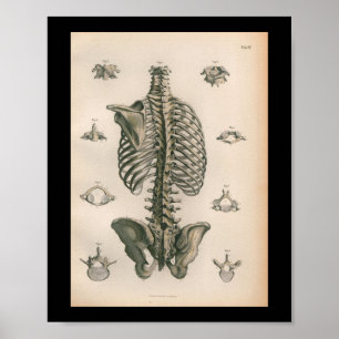 humane anatomie printskeleton Botten Poster