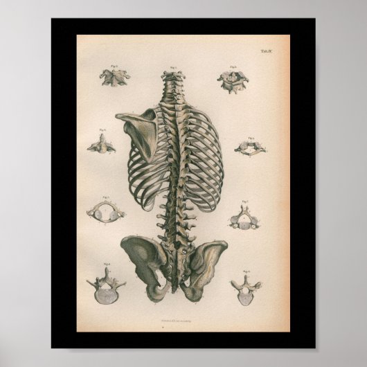 humane anatomie printskeleton Botten Poster (Voorkant)