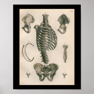 humane anatomie printskeleton Botten Poster