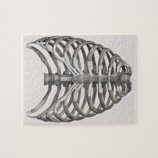  humane anatomie Skelet Skeletribben Botten Legpuzzel (Horizontaal)