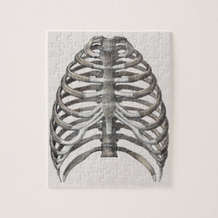  humane anatomie Skelet Skeletribben Botten Legpuzzel