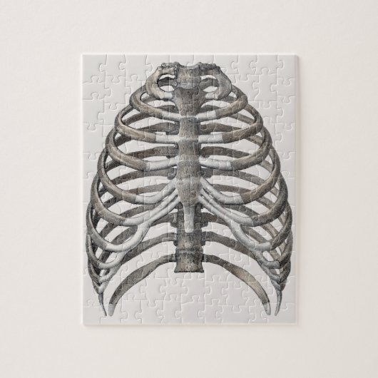  humane anatomie Skelet Skeletribben Botten Legpuzzel (Verticaal)