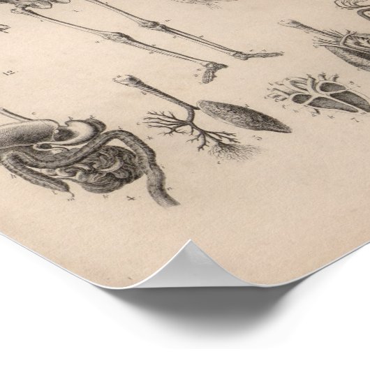 humane anatomie skeleton print (Hoek)