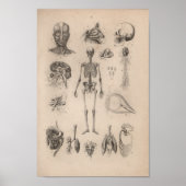 humane anatomie skeleton print (Voorkant)