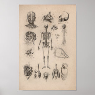  humane anatomie skeleton print