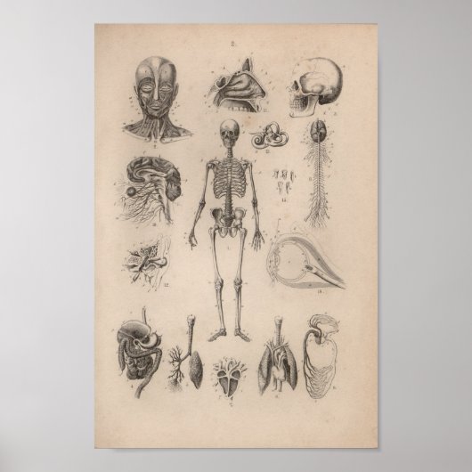 humane anatomie skeleton print (Voorkant)
