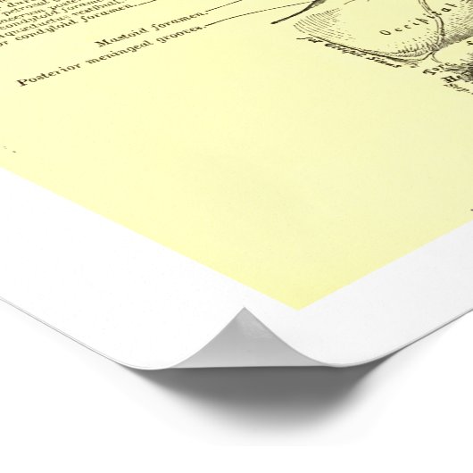  humane anatomische basis van de schedel binnenin poster (Hoek)