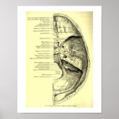  humane anatomische basis van de schedel binnenin poster (Voorkant)