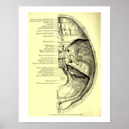 humane anatomische basis van de schedel binnenin poster