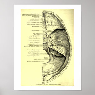 humane anatomische basis van de schedel binnenin poster