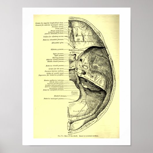  humane anatomische basis van de schedel binnenin poster (Voorkant)