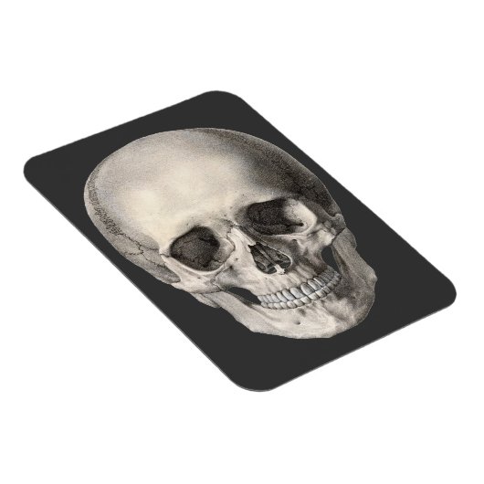 humane anatomische schedel, Halloween Skeleton Magneet (Rechterzijde)