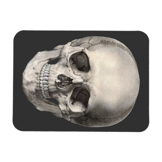  humane anatomische schedel, Halloween Skeleton Magneet (Horizontaal)