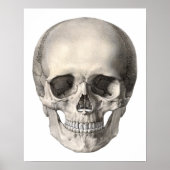 humane anatomische schedel, Halloween Skeleton Poster (Voorkant)