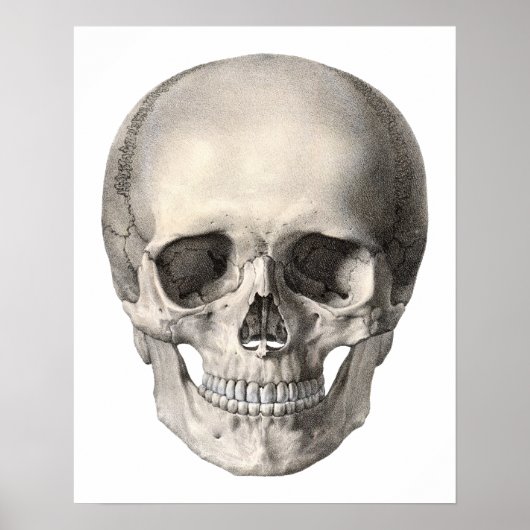 humane anatomische schedel, Halloween Skeleton Poster (Voorkant)
