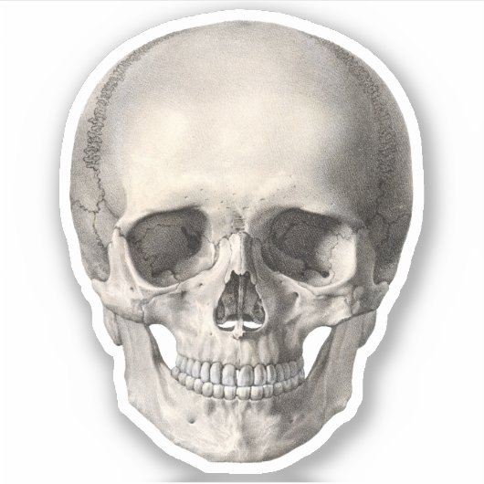  humane anatomische schedel, Halloween Skeleton Sticker (Voorkant)