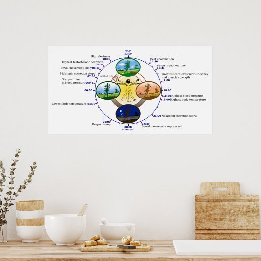 Humane Circadiaan Rhythm Biological Sleep Clock Poster (Keuken)