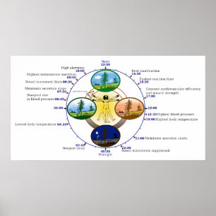 Humane Circadiaan Rhythm Biological Sleep Clock Poster