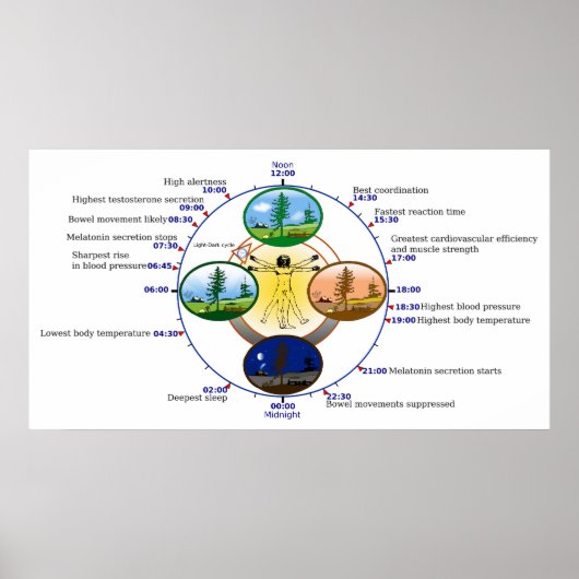 Humane Circadiaan Rhythm Biological Sleep Clock Poster (Voorkant)