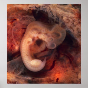 Humane embryo 7e week van de zwangerschap 5e week  poster