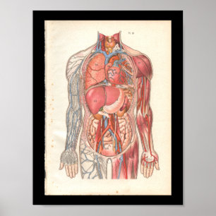 humane interne anatomische afdrukken poster