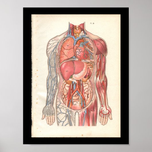 humane interne anatomische afdrukken poster (Voorkant)