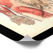 humane spier- en skeletanatomie Afdrukken Poster (Hoek)