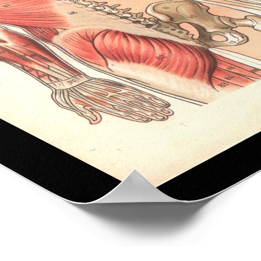  humane spier- en skeletanatomie Afdrukken Poster (Hoek)