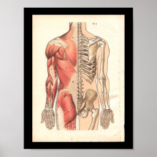 humane spier- en skeletanatomie Afdrukken Poster