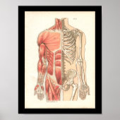 humane spier- en skeletanatomie Afdrukken Poster (Voorkant)