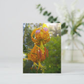 Humboldt Lelies Sunburst Briefkaart (Staand voorkant)