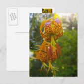 Humboldt Lelies Sunburst Briefkaart (Voorkant / Achterkant)