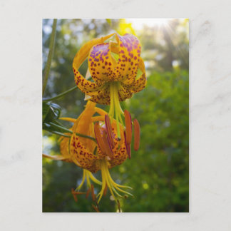 Humboldt Lelies Sunburst Briefkaart