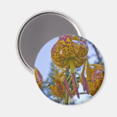 Humboldt Lily Magneet (Voorkant / Achterkant)