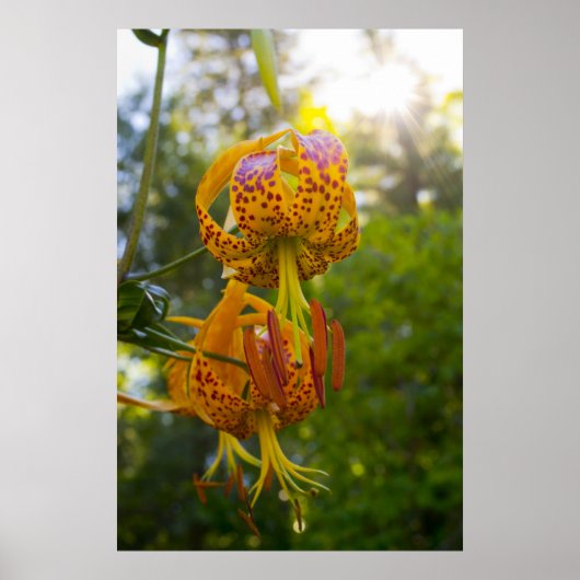 Humboldt Lily Poster (Voorkant)