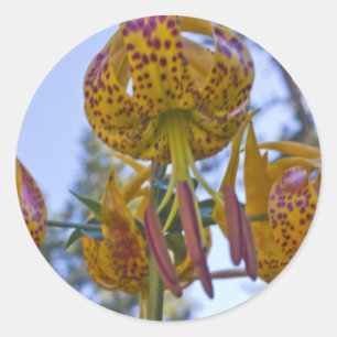Humboldt Lily Ronde Sticker