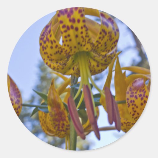 Humboldt Lily Ronde Sticker (Voorkant)