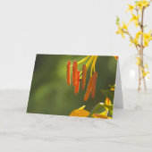 Humboldt Lily Stamens Kaart (Gele Bloem)